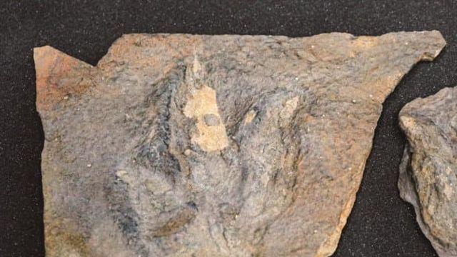 우리나라에서 발견된 공룡 화석들.jpg