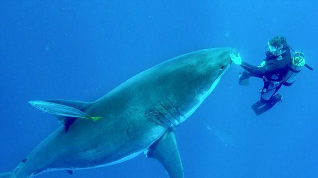 백상아리 만지기