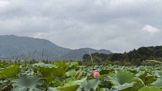 [상주시] 분홍빛 중덕지 자연생태공원, 연꽃 꽃망울 터뜨려