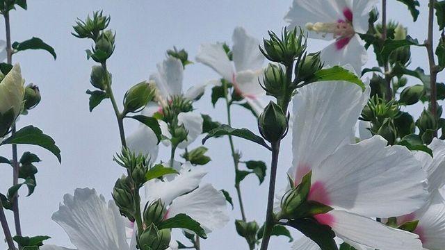 [보감과의 동행108] 무궁화삼천리 광복팔십년의행복