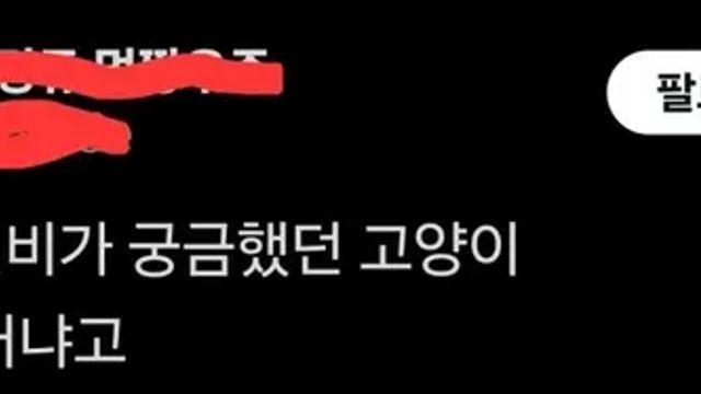 자기 병원비가 궁금했던 고양이,,