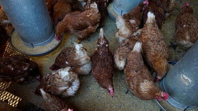 닭 분뇨로 年100억 버는 日 기업…자원화 현주소는[가축분, 농촌 미래 에너지②]