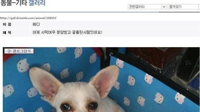 무려 150만원주고 분양 받아온 사막여우 꼬라지