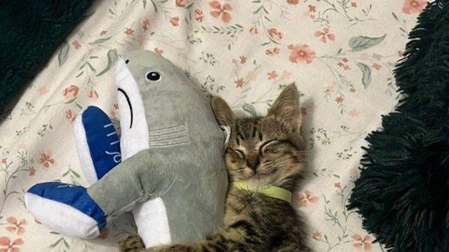 최애 인형 껴안고 낮잠자는 고양이