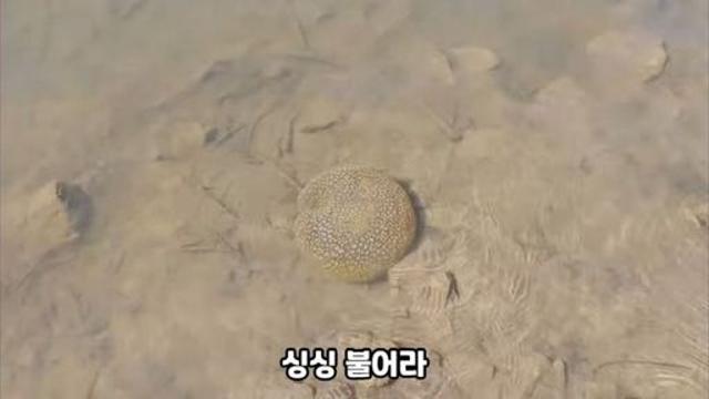 큰빗이끼벌레 잡아서 요리해 먹기