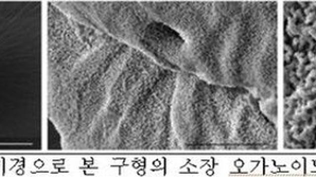 ‘동물대체’ 오가노이드 급부상…”규제 풀어야” 한 목소리