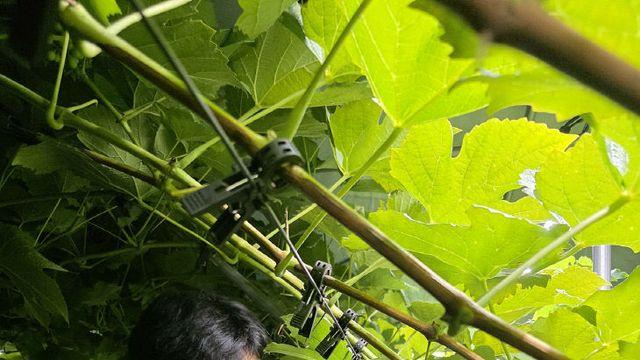 충북농기원, AI 4차원 분석으로 포도 품질·수확 고도화