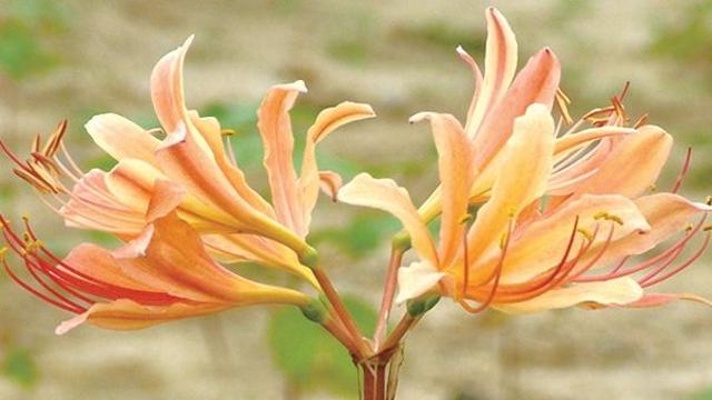 [하루, 꽃말] 진노랑상사화-내리사랑