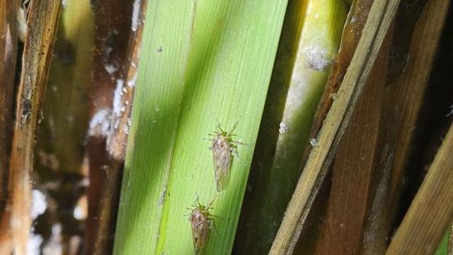 서천, 벼멸구 확산 방지 총력