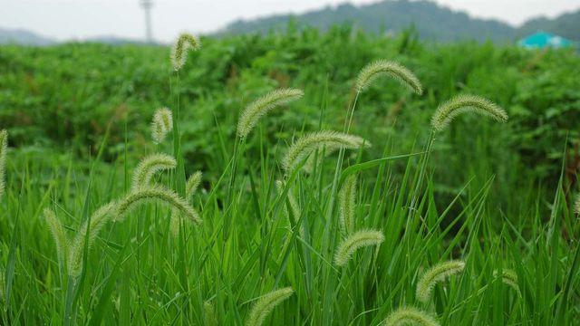 한국에 엄청나게 널린 잡초인데... 알고 보니 밥에 넣어 먹는 곡식이었다