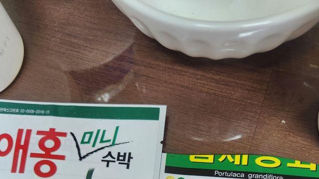 내가 씨앗부터 키운수박 ㅋㅋ 오늘땄다!!
