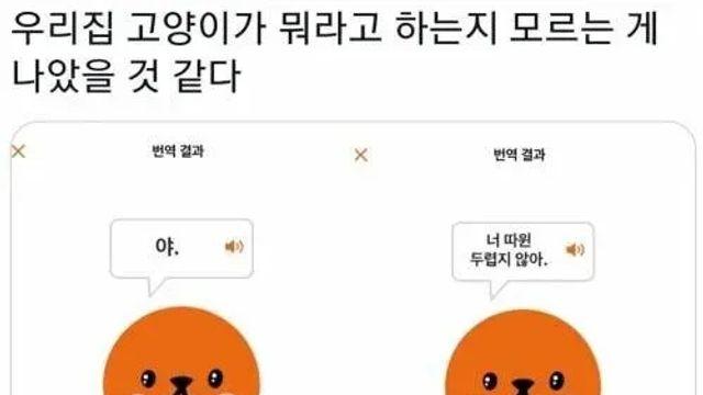 고양이 번역기를 써보았다.jpg,,