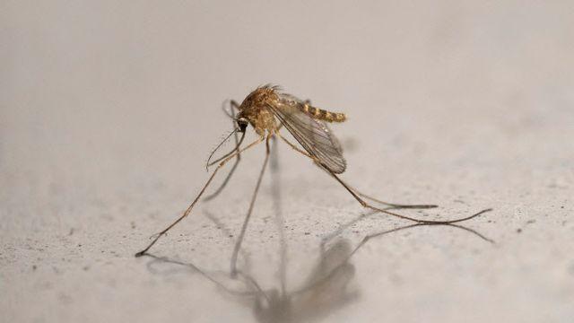 “치료제 없는 ‘치쿤구니야열’ 급속 확산…’강제 봉쇄’ 부활