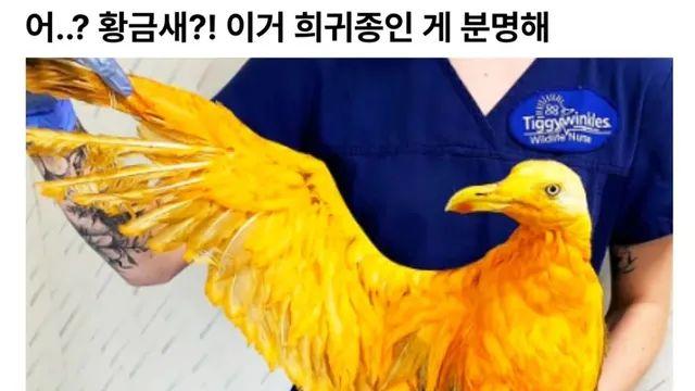 영국에서 전설의 황금새를 발견함