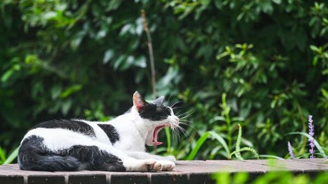 임신한 가족 있는 냥집사라면…고양이 구충제 필수, 왜?