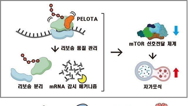 KAIST, RNA 조절로 노화 속도 제어···장수 유도 비밀 밝혀