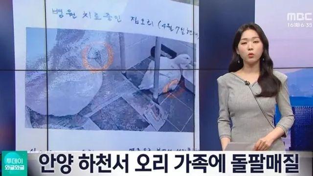 안양 하천서 돌팔매질 당했던 오리 근황