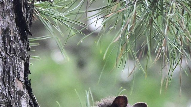 청설모 '내일은 배불리 먹게 해주세요' [포토뉴스]
