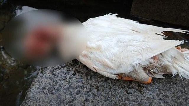 10대가 던진 돌에 눈 잃은 '삼성천 오리'…끝내 사체로 발견