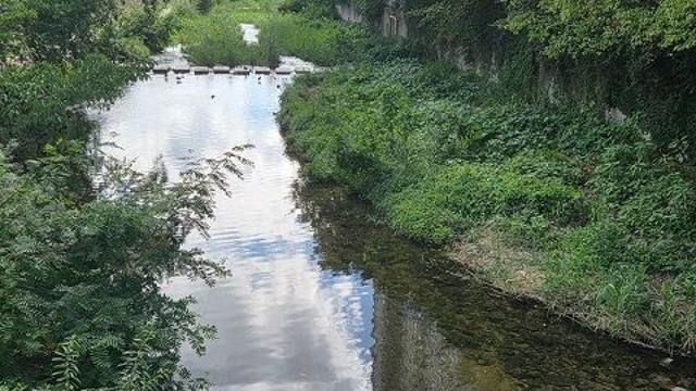 안양시, 삼성천 집오리 학대 의심 사체 발견 긴급 대응