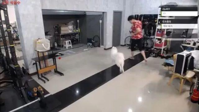 저 빨간 옷 입은 강아지는 종이 뭔가요  잘 뛰어노는 게 보기 좋네요,,
