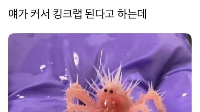 얘가 커서 킹크랩이 된다는데