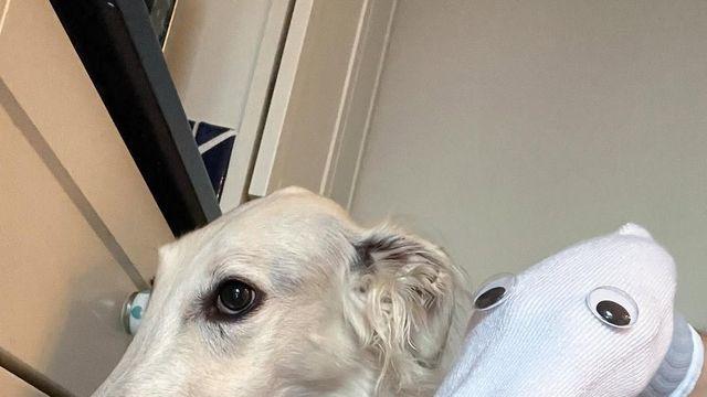 보르조이 열풍! 요즘 핫한 강아지 ‘보르조이’의 귀여운 일상