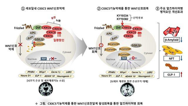 씨케이리제온, 알츠하이머 신경퇴행성 질환 치료제 후보물질 미국 특허 취득