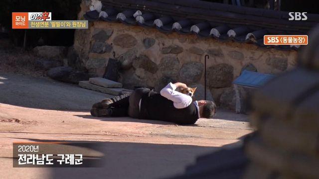동물농장 출연당시 가출해서 한의원 살린 강아지 근황 