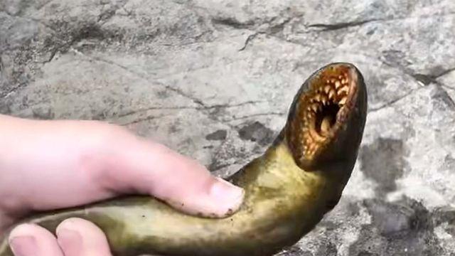 놀랍게도 한국에도 있다... 다른 물고기 피 빨아 먹는 괴물 닮은 물고기