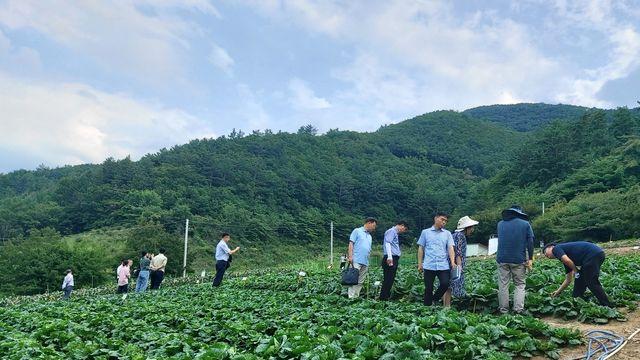 농진청·강원농기원, 기후변화 대응 고랭지 배추 품종 개발 맞손