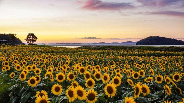 지금 가면 딱 절정이다…노란 물결로 물든 ‘국내 해바라기 축제’