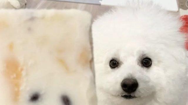 주인님 그 녀석은 가짜에요