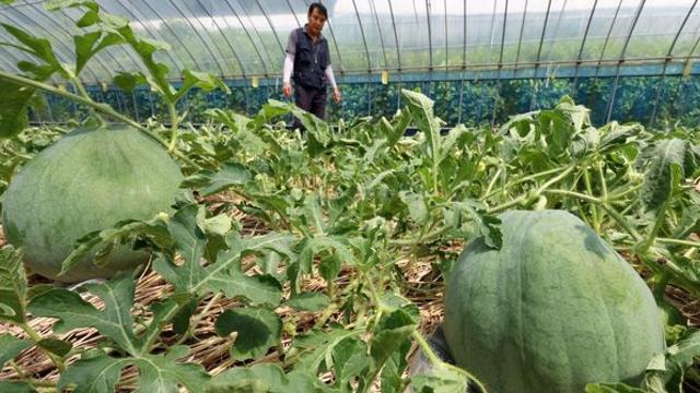 보통보다 3배 크다…전국에 단 10곳에서만 나오는 ‘명품 과일’ 판매 시작