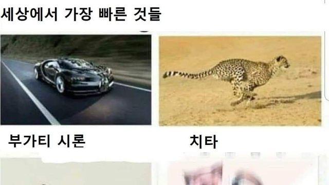 세상에서 가장 빠른 것들