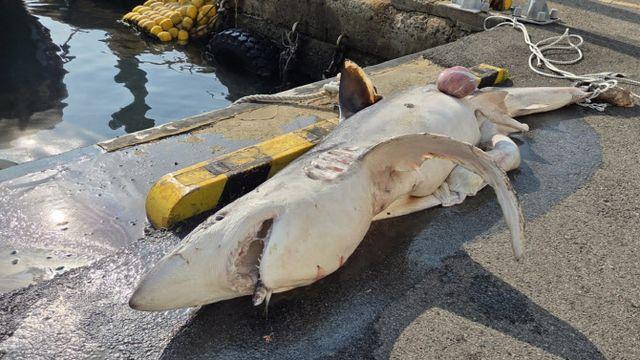 부산 앞바다 나타난 길이 3m 상어..