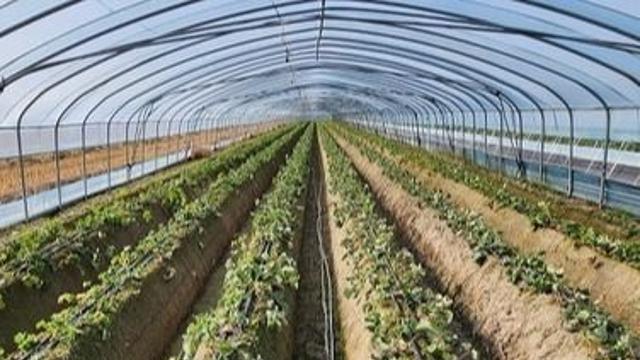 한여름 비닐하우스, 밭보다 평균 3℃ 더 덥다···앉아 있을 때 체감온도↑