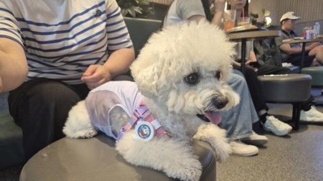 늘어나는 반려동물 영업장…경남도, 불법·편법행위 단속