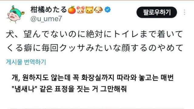 화장실 갈 때 꼭 따라오는 댕댕이