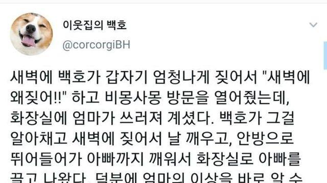 새벽에 갑자기 개가 짖어서 깼더니...
