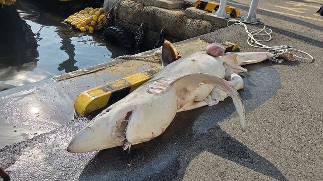 부산 앞바다서 상어 사체 발견…해경, 인양