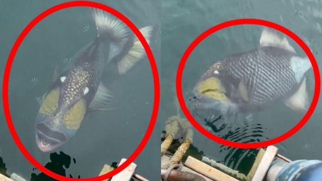 “이 물고기 보면 바로 피하세요“…상어보다 무섭다는 '위험 생명체'