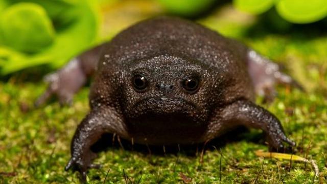 흡사 독불장군…항상 불만 가득한 표정이라는 '특이 동물' 정체