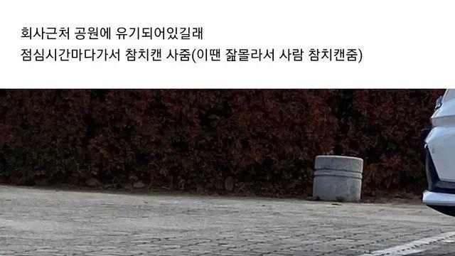 [스압]집고양이 길냥이 시절.jpg,,