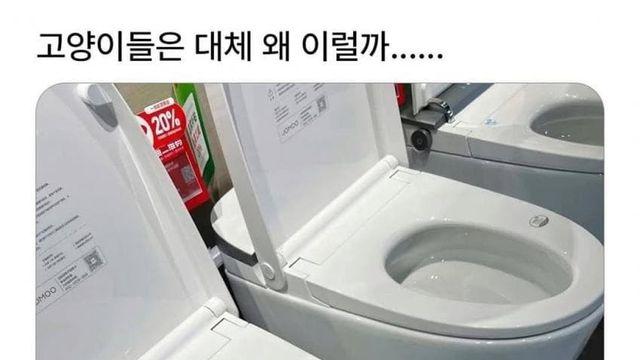 털바퀴는 무슨 생각해?