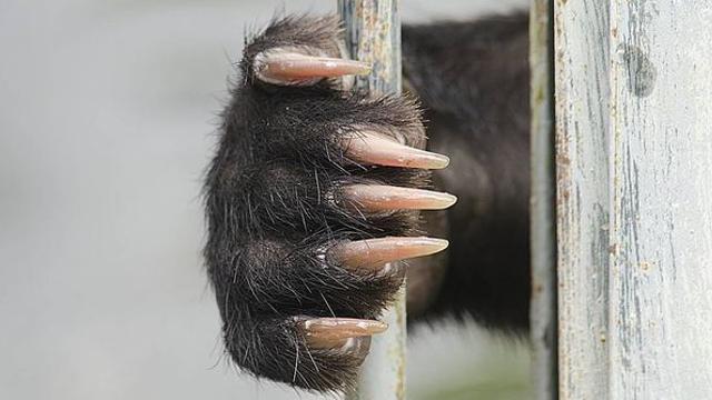 멸종위기인데...지리산 무인카메라에 찍힌 새끼 2마리 '이 동물' 정체