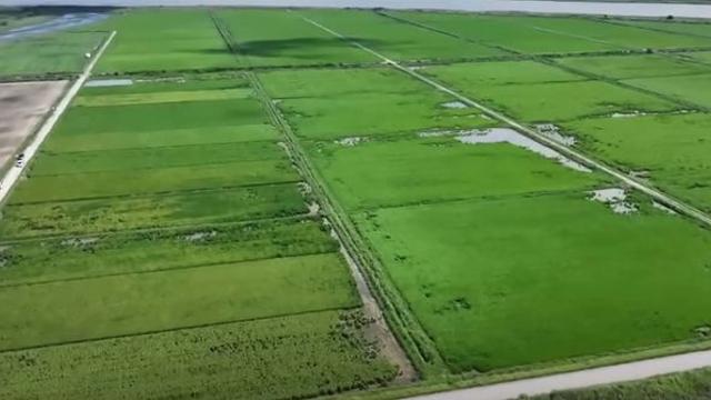 한국 논에서 이렇게 신기한 게 자랄 줄이야… 농민들도 놀란 풍경