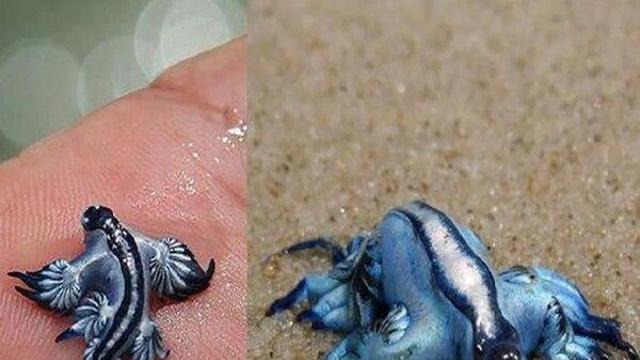 예쁘다고 만졌다간 '큰 일'…스페인 해변, 수영 금지령
