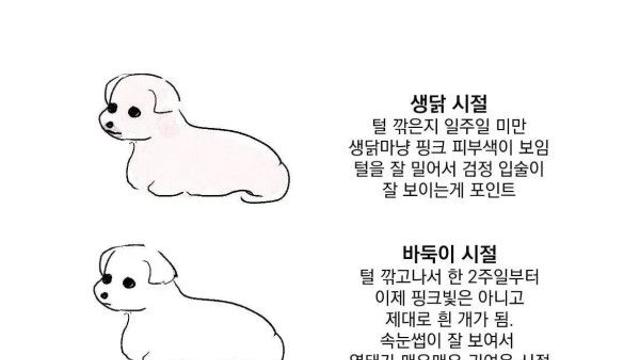 말티즈 털 자라는 과정