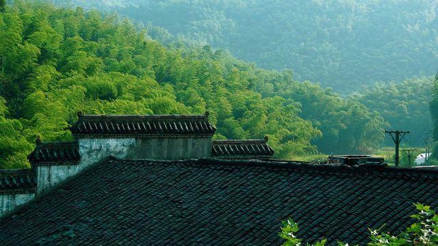 100년만에 동시에 꽃 피우고 함께 죽어버리는 '한국서 가장 신비한 식물'